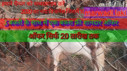 बकरी पालन करें और लाखों कमाओ