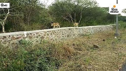 ગીર પંથકમાં ગીર બોર્ડરની દીવાલ પર બે સિંહ બાળનું મોર્નિંગ વૉક