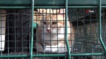 Mersin Büyükşehir Belediyesi, Çorum’dan Mersin’e getirilen 30 kediyi misafir ediyor