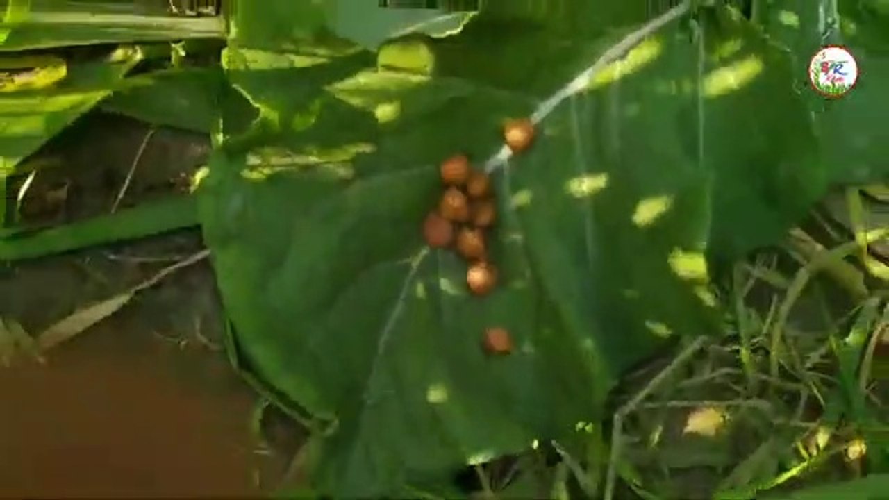 गेहूं_के_खेत_से_चूहे_भागने_का_जैविक_तरीका।_मात्र_₹50_में_बनाए_घर_मे_चूहे_की_दवा।(360p)