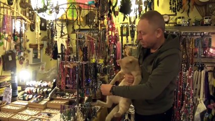 Kedi 'Behlül'ün bacağındaki tümör esnafın topladığı yardımla alındı - EDİRNE