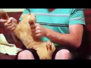 Top cat dancing and singing - Cat funny videos