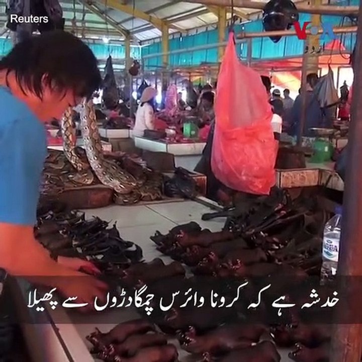 Soup of Bats in Indonesia