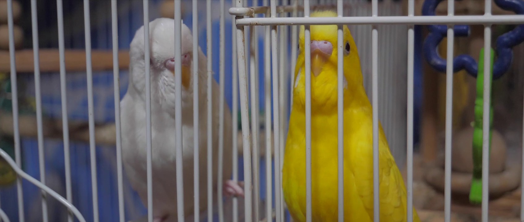 Budgerigar