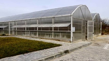 Ziraatbiyotek biriminde üretilen çiçekler park ve bahçeleri süsleyecek