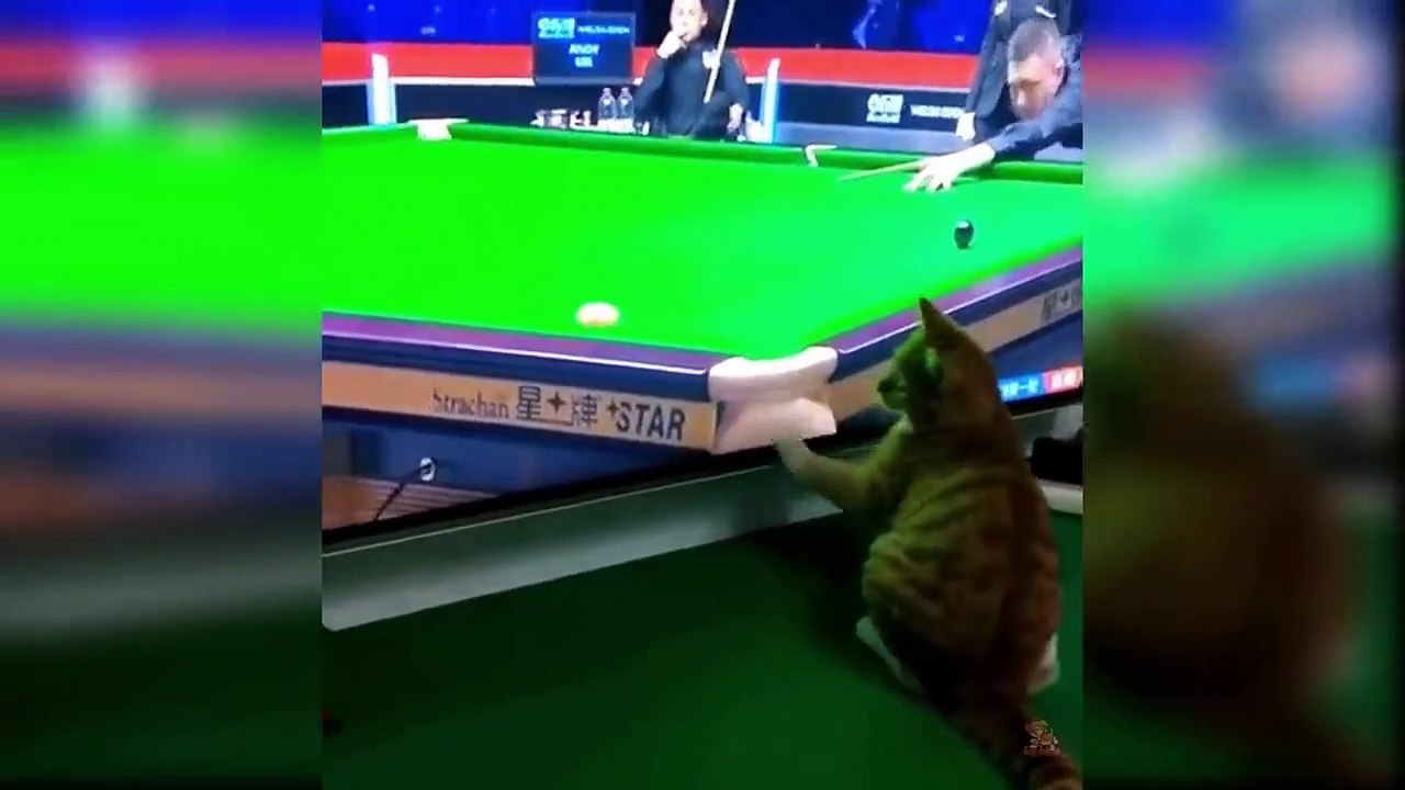 Baby Cats - Cute and Funny Cat Videos Compilation #17 - Aww Animals