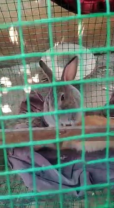 Rabbits atrocities/ முயல்களின் அட்டகாசம்/ India rabbits