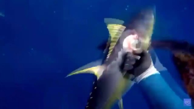 Ce pêcheur fait face à un requin qui veut lui voler sa prise