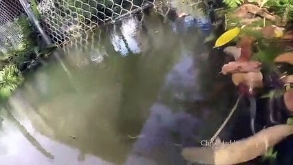 Un crocodile attrape une GoPro entre ses dents