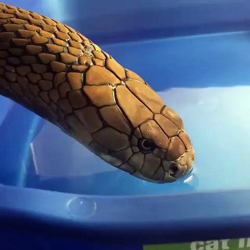 Ce serpent a vraiment très soif