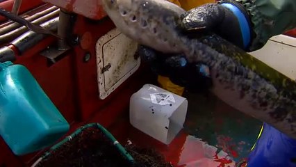 Se inicia la temporada de la pesca de lamprea