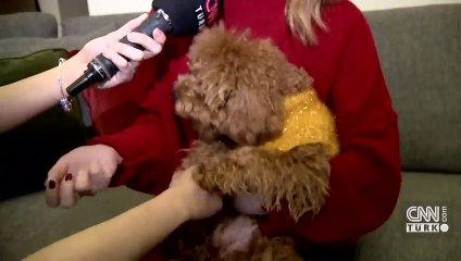 Apartmanda "köpek" krizi mahkemelik oldu