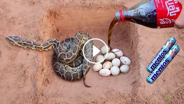 Experiment : Coca Cola and Mentos vs Python Snake in Hole | Amazing Technology