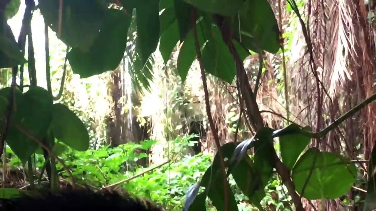 Biosphere 2 full tour walk through - a rainforest and desert ocean in the middle of Arizona - pt.1