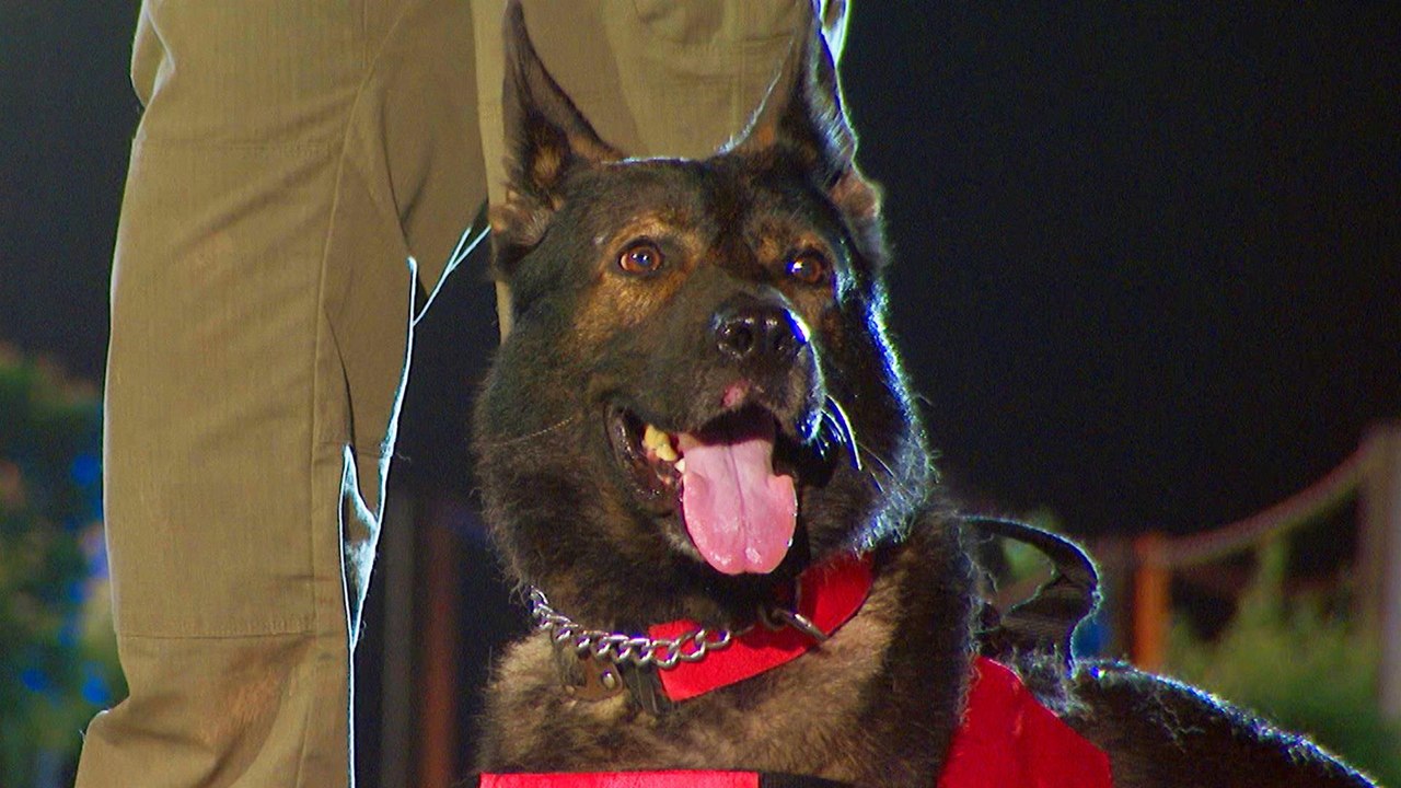 America's Top Dog Battle of the Shepherds, K9 Eddy Races Against K9