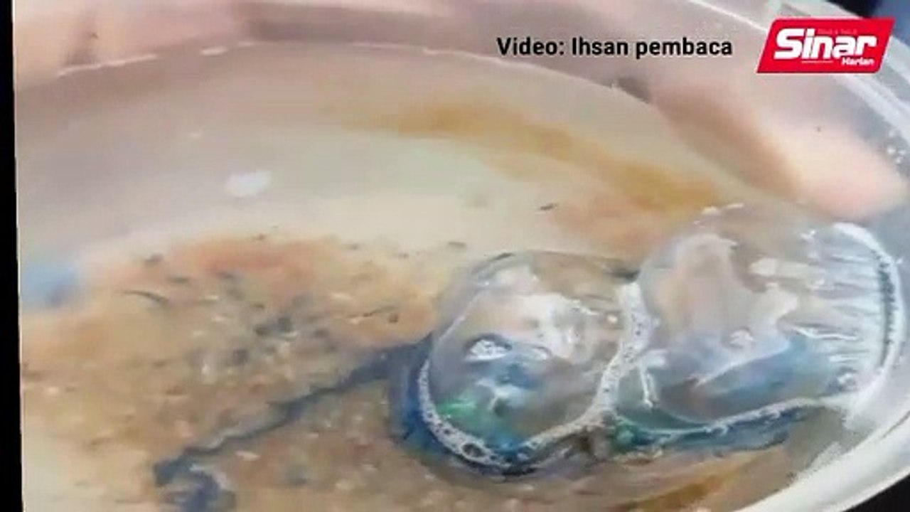 Awas obor-obor beracun di perairan Terenggau