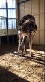 Neix una cria de girafa al Zoo de Barcelona