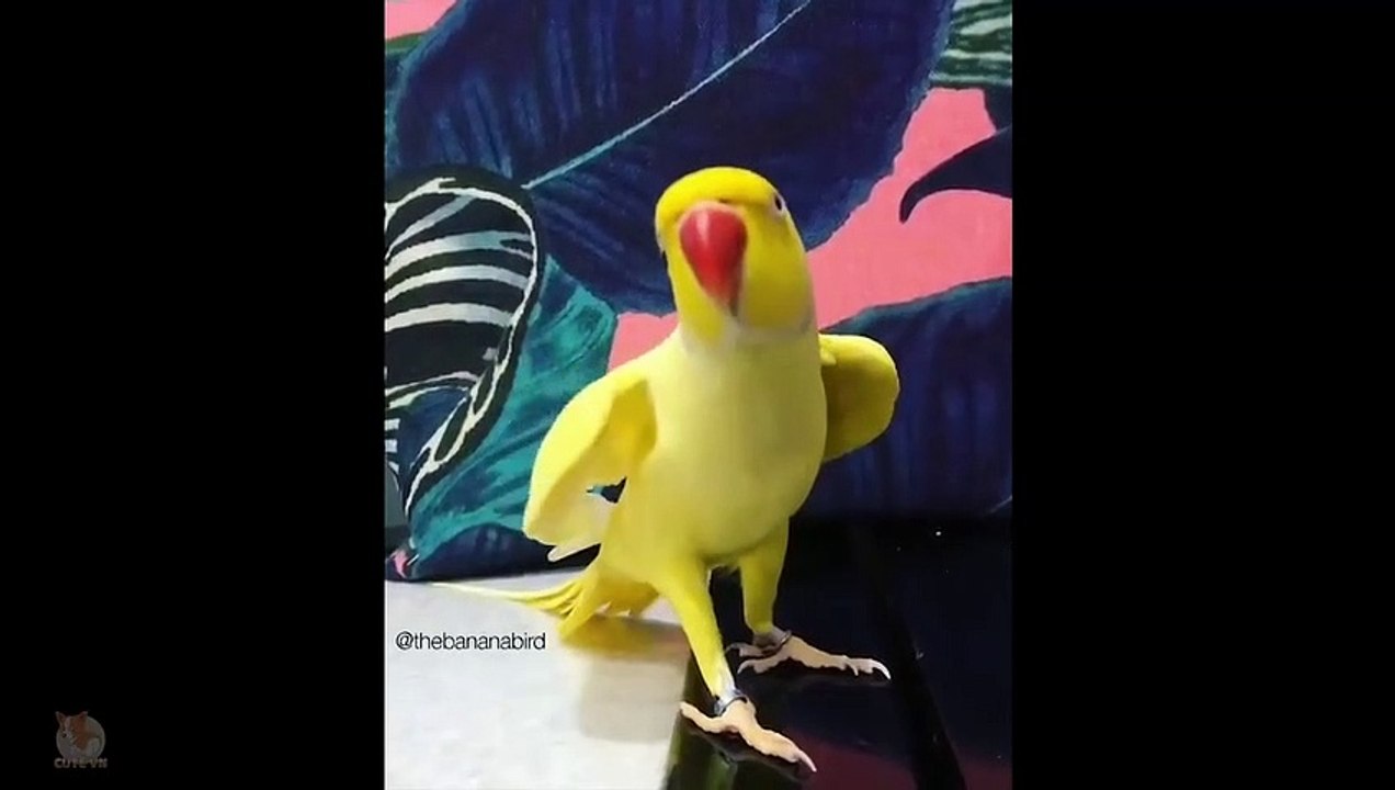  Cute Parrots Doing Funny Things -  Cutest Parrots In The World 2018