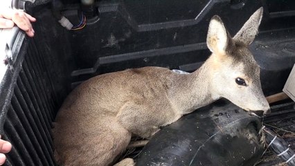 Tedavisi yapılan karaca doğaya bırakıldı - ARTVİN