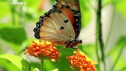 Au Kenya, les papillons créent des emplois et sauvent la forêt