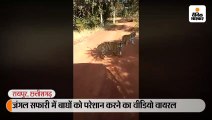 जंगल सफारी में बाघों को परेशान करने का वीडियो वायरल, दो कर्मचारियों के खिलाफ हुई कार्रवाई