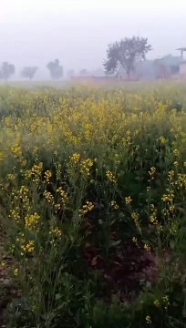 Mustard field enjoying