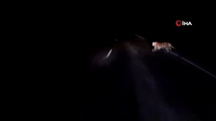 - Rusya'da nesli tükenmekte olan kaplana araba çarptı