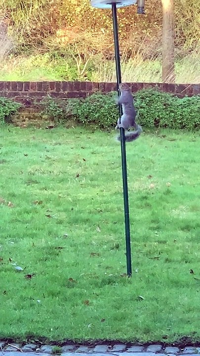 Birdseed Stealing Squirrels Foiled by Greasy Pole