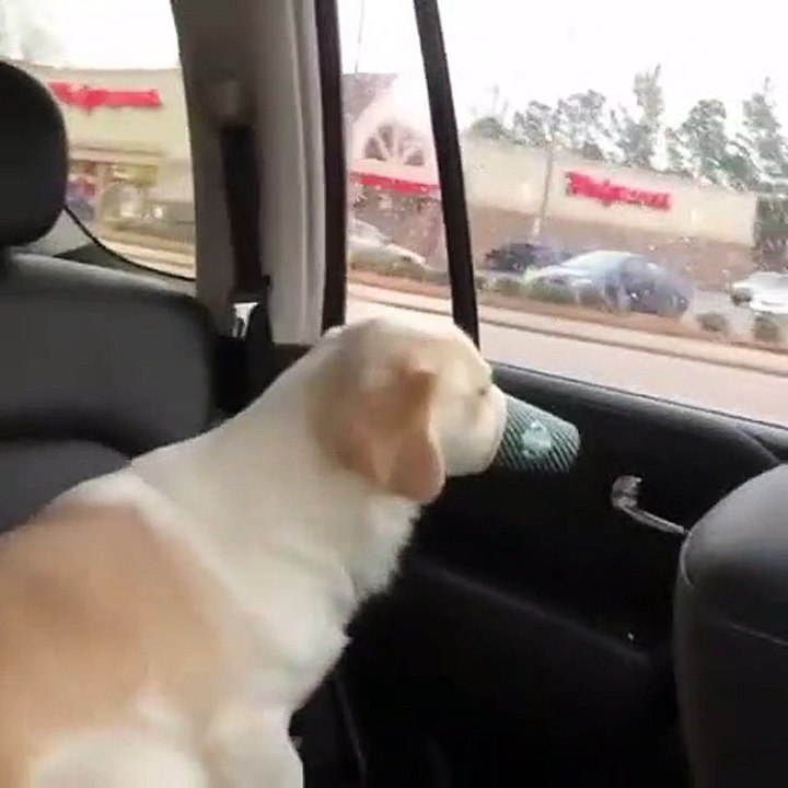 Le nez coincé dans un verre Starbucks, ce chien n'arrive pas à l'enlever !