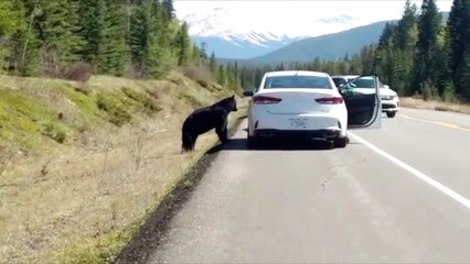 Tourists Taunt Black Bear for Photo Opportunity