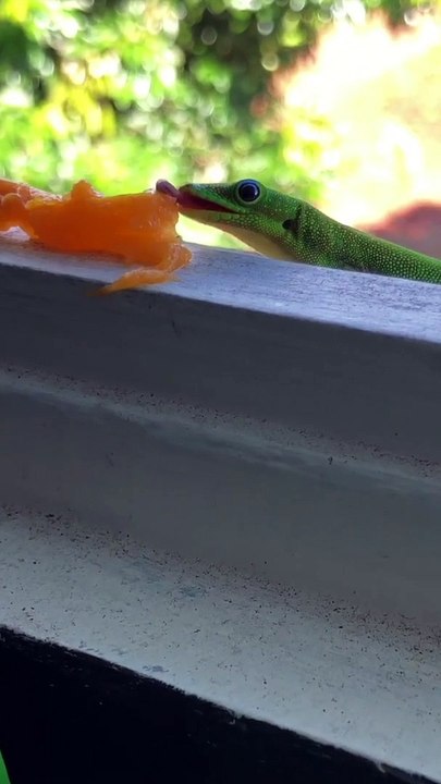Gecko Feasting on Fruity Breakfast