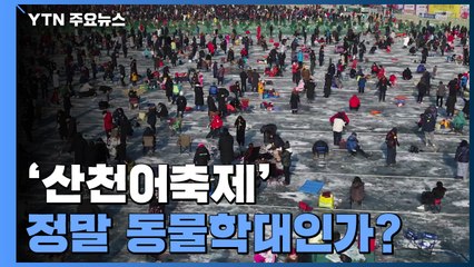 [앵커리포트] '14년 만의 흉작' 산천어축제...정말 동물학대인가? / YTN