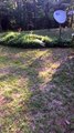 Doggo Takes a Dive Into Bushy Bed