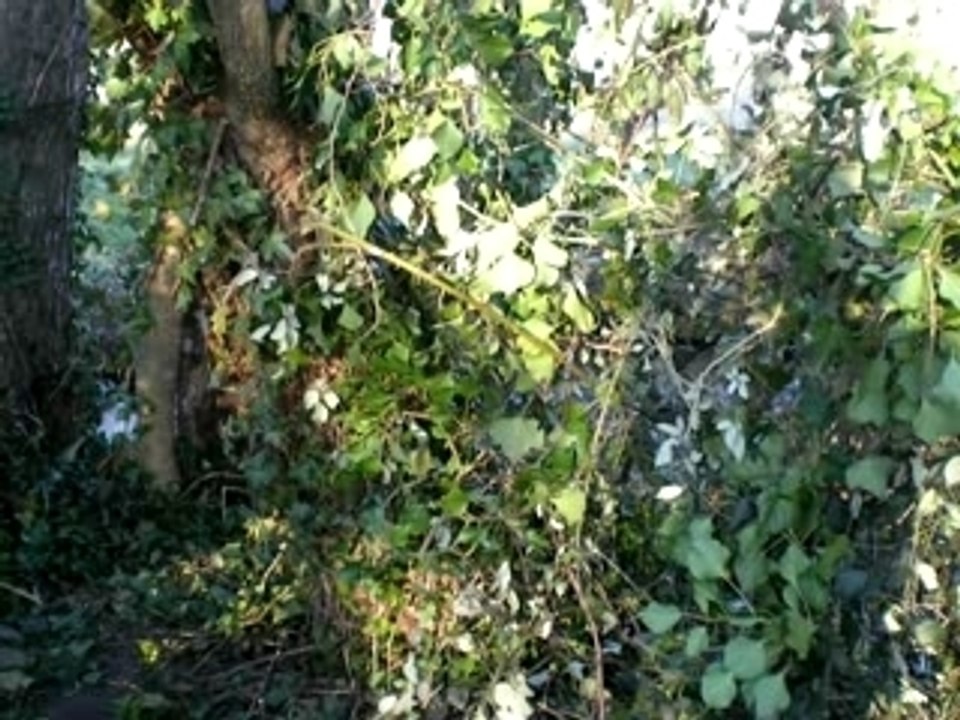 Notre cabane