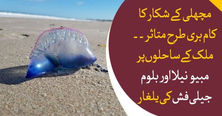 Fisheries business affected as  Karachi's shore filled with Jelly fishes