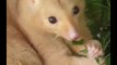 Golden Possum Compilation - Australian Possum - Golden Possum as pets | Animal Viral Videos