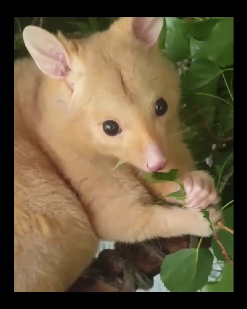 ⁣Golden Possum Compilation - Australian Possum - Golden Possum as pets | Animal Viral Videos