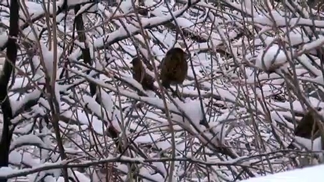 Ahlat’ta kar yağışı - BİTLİS