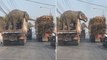Viral Video : Elephants Eating Sugarcane In The Truck, Video Goes Viral
