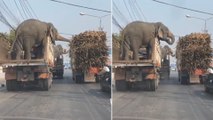 Viral Video : Elephants Eating Sugarcane In The Truck, Video Goes Viral