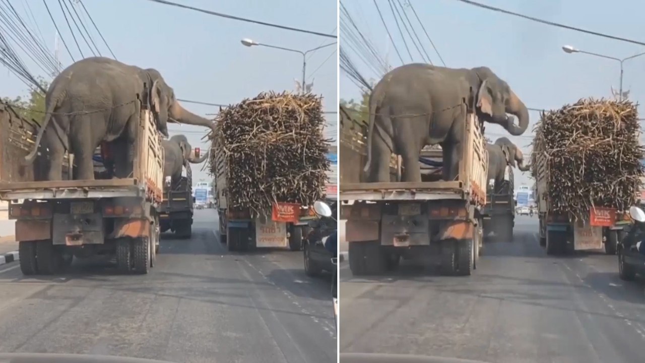 Viral Video : Elephants Eating Sugarcane In The Truck, Video Goes Viral
