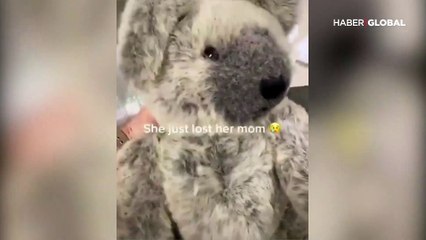 Oyuncak ayıyı annesi zannedip sarılan koala duygulandırdı