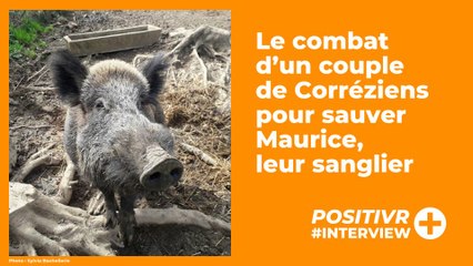 Le combat d’un couple de Corréziens pour sauver Maurice, leur sanglier