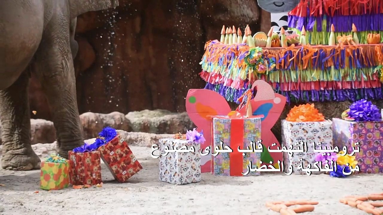 الفيلة ترومبيتا تحتفل بعيد ميلادها التاسع والخمسين في غواتيمالا