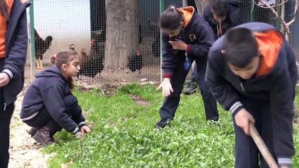 Öğrenciler okulda sebze yetiştirip tavuk besliyor - HATAY