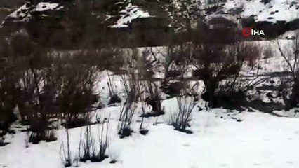 Aç kalan yabani domuzlar yerleşim alanına indi