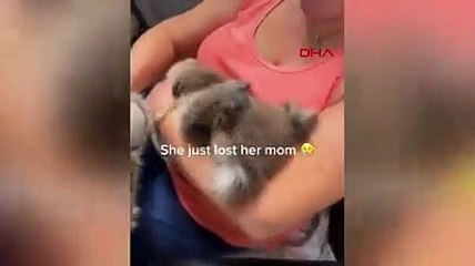 Sosyal medya oyuncak ayıyı annesi sanan bu koalayı konuşuyor