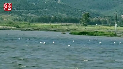 Flamingolar göz kamaştırdı
