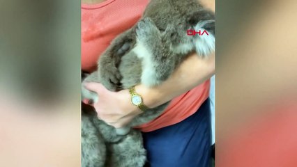 Öksüz koala, oyuncak ayıyı annesi zannetti