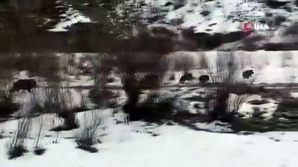 Yabani domuzlar yerleşim alanına indi